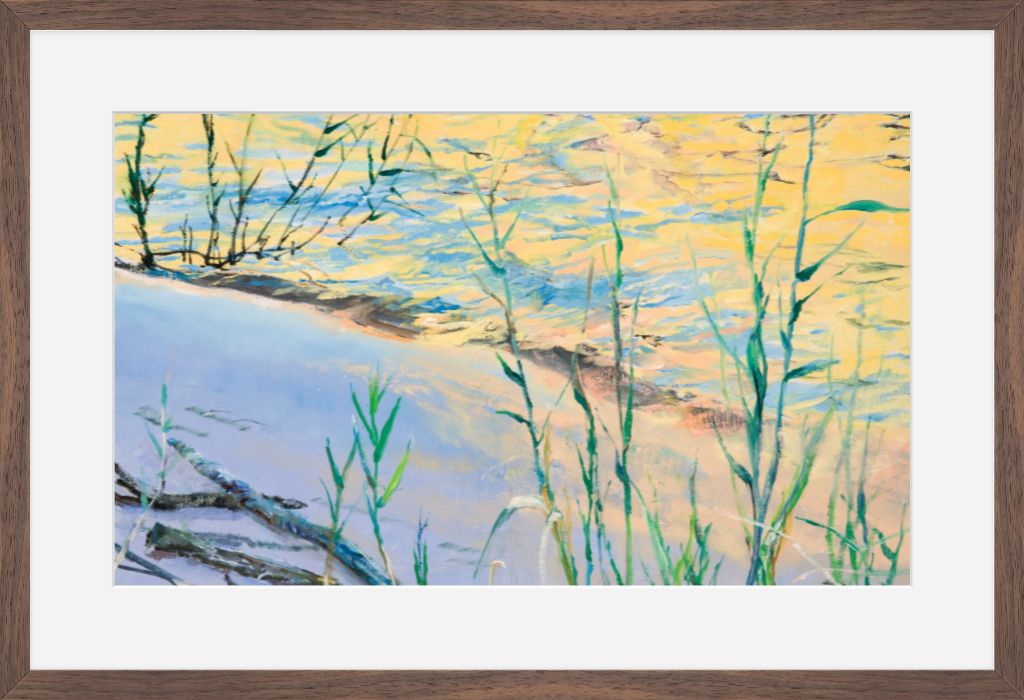 Phragmites