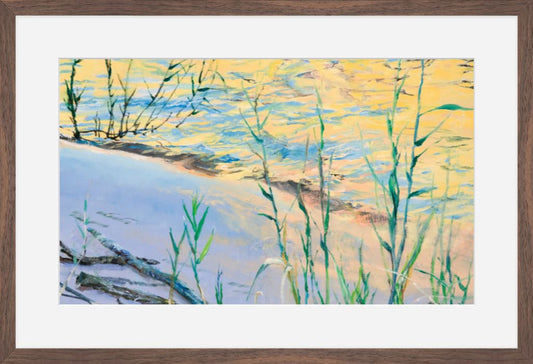 Phragmites